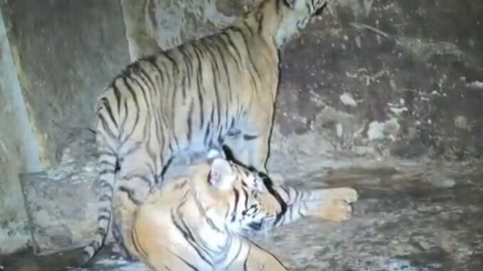 Aseguran dos tigres tras arresto de hombre con semilla de marihuana y balas en Nonoava