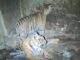 Aseguran dos tigres tras arresto de hombre con semilla de marihuana y balas en Nonoava