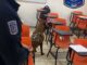 Continúa GOECHI realizando “Operativo Mochila” en planteles de Parral