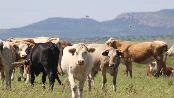 Lanza SDR programa de crédito para el repoblamiento pecuario