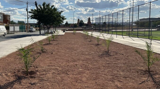 Realizan la forestación de 100 árboles en el Polideportivo Luis H. Álvarez