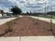 Realizan la forestación de 100 árboles en el Polideportivo Luis H. Álvarez