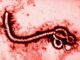 México sin casos de ébola; Secretaría de Salud refuerza vigilancia ante brote