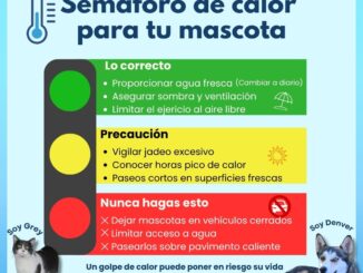 ¡Protege a tus mascotas del calor! Municipio brinda recomendaciones