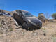 Conductor abandona automóvil tras aparatosa salida de camino en la Vialidad Sacramento