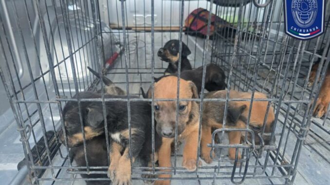 Aseguró FGE Norte 37 caninos en situación de maltrato en Ciudad Juárez