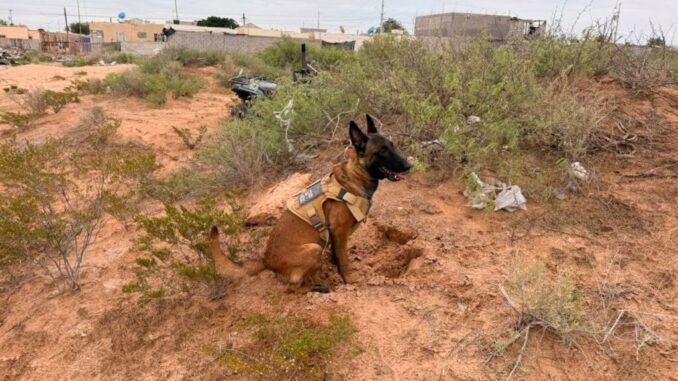 Durante rastreo, localiza Unidad de Ausentes dos osamentas en fosas clandestinas de Senderos de San Isidro